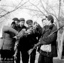 死麻雀|打麻雀運動:歷史背景,運動過程,生態災難,新“四害”,